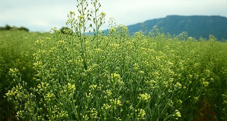 Field of Camelina