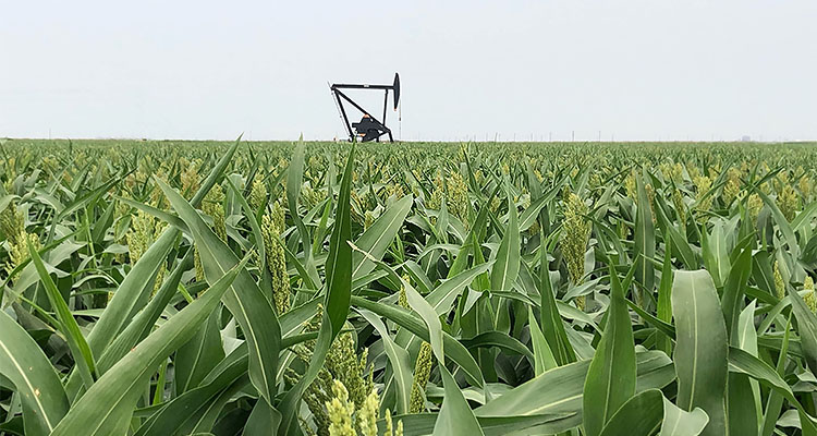 Field of corn with a drilling rig insode