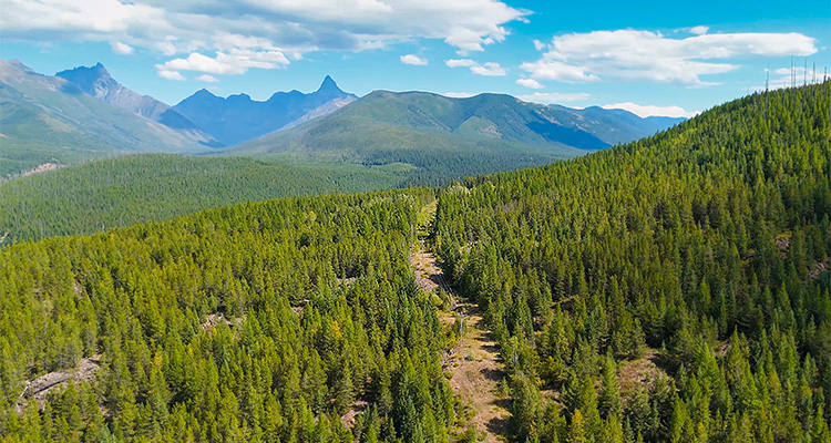 Power lines zig zag through the edge of Flathead Electric Cooperative's heavily-wooded service territory near Glacier National Park.
